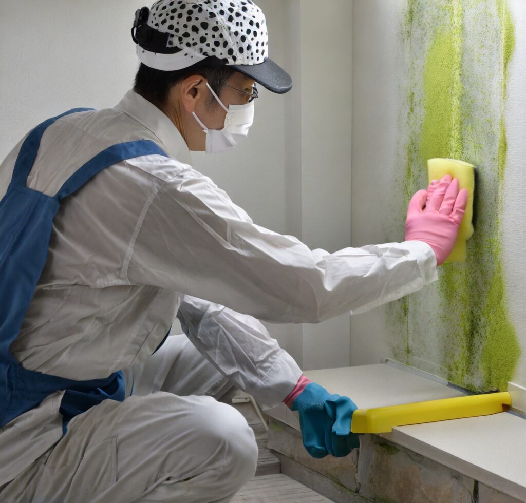 Professional mould cleaning