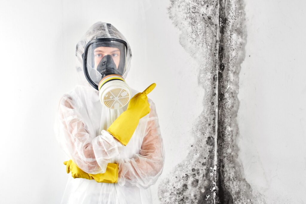 Professional mould removal